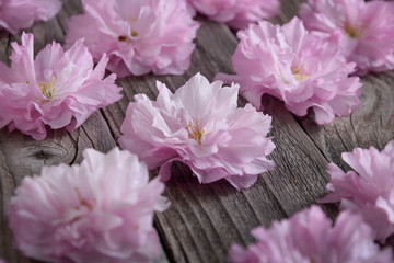 Gray wooden background with pink flowers