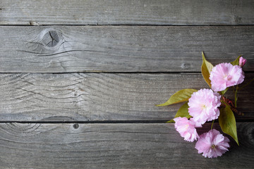 Gray wooden background with pink flowers