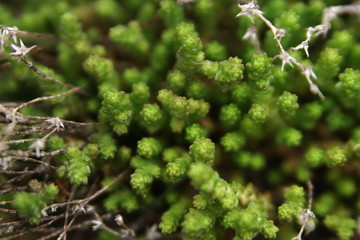 young green shoots focus blurry background