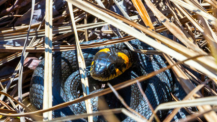 Grass snake in the wild. The face and eyes of an grass snake closeup