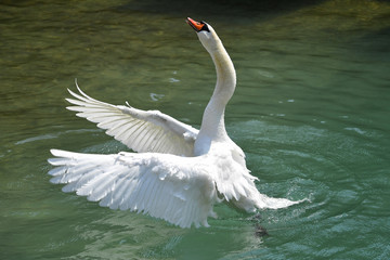 Schwan