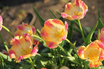 Obraz premium Tulipany