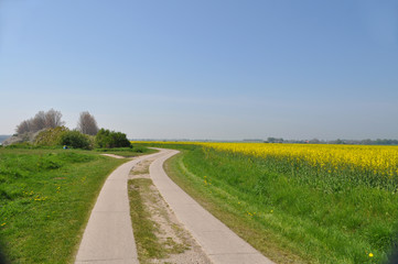 Rapsfeld am Plattenweg, Hochufer, Rügen