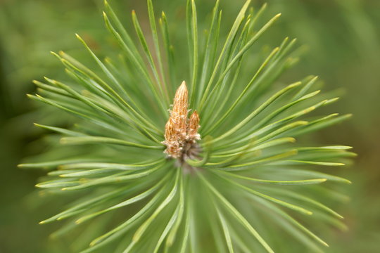 Green buds of pine. Macro. Closeup view. Focus
