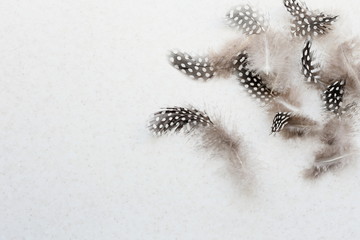Light background with feathers guinea fowl