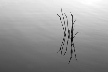Grasses reflection in water.