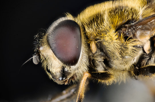 Macro Focus Stacking - Dead Head Fly, Myathropa florea, Hoverfly