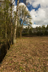 Spring landscape with birches