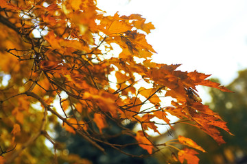 Yellowed leaves on branches