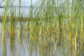 Grasses reflection in water.
