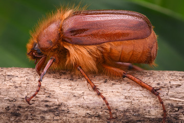 Amphimallon caucasicum beetle