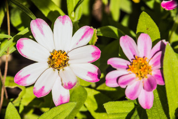 Macro closeup of white and pink daisy flowers in colorful garden