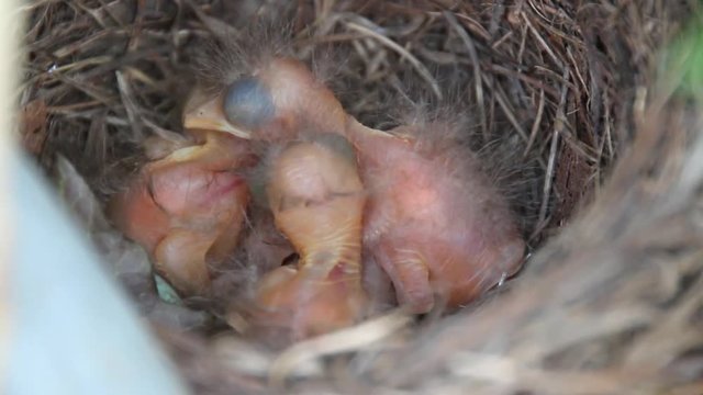 amsel Chicks - tiny newborn Amsel bird Chicks in the nest -  close up