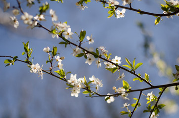 Blooming trees