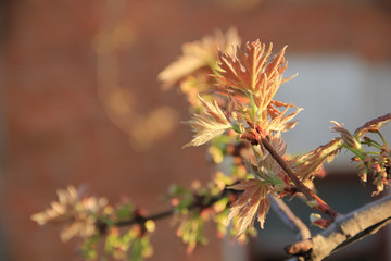 Maple leaves in spring