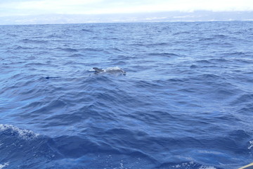 Naklejka premium Delfine vor La Palma auf Futtersuche