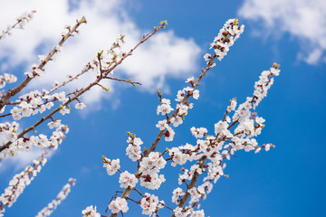 Spring Flowering branch on background blue sky. Cherry Blossom. White flowers on tree branch, selective focus. pollinating flowering trees. Gardening in spring.