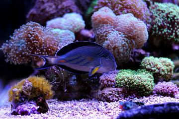 Sohal Tang - Majestic red sea fish 