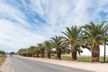 Fototapeta na wymiar Row of date palm trees