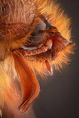 Extreme magnification - Amphimallon caucasicum beetle