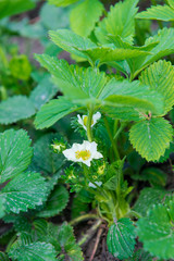 Strawberry blooms. Strawberry bushes with white flowers. Blossoming of a strawberry. Strawberries in the garden. Spring gardening
