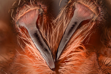 Extreme magnification - Mexican redknee tarantula fangs