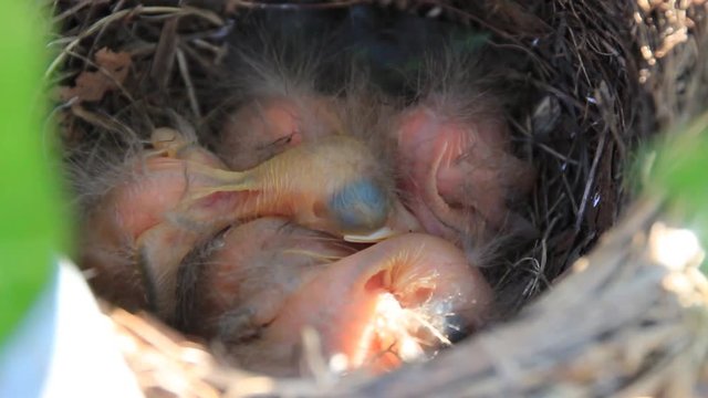 amsel Chicks - tiny newborn Amsel bird Chicks in the nest -  close up