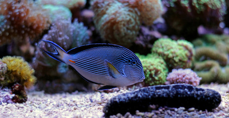 Sohal Tang - Majestic red sea fish 