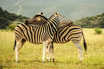 Fototapeta na wymiar Zebras Love