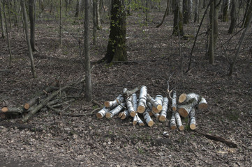 Stack of wood in a forest
