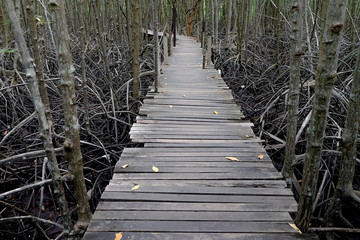 Obraz premium Mangrove forest Nature and Forest in Rayong, Thailand