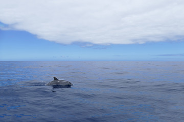Delfin taucht auf und ab, Inia