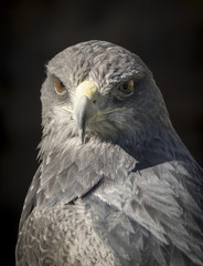 Black-chested buzzard-eagle or Geranoaetus melanoleucus