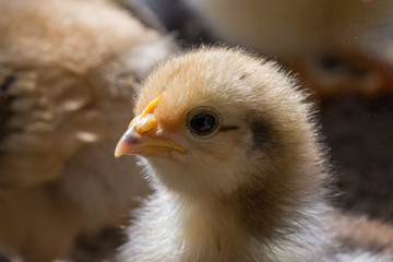 Baby chicken in a rural traditional farm