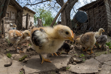 Wide angle of a baby chicken in a rural traditional farm