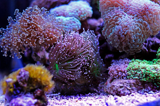 Euphyllia torch lps coral