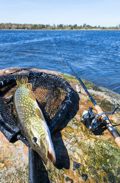 Spring sea pike on spinning