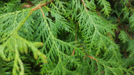 Wet Leaves