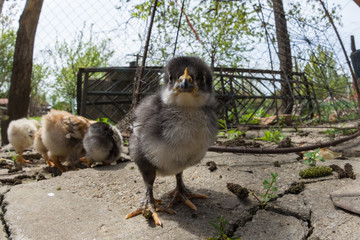 Wide angle of a baby chicken in a rural traditional farm