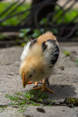 Baby chicken in a rural traditional farm