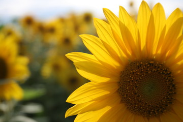 Obraz premium Sonnenblumenfeld