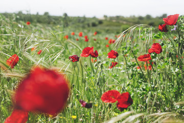 Close up view red poppies flowers and green cones on background nature field. Summer landscape blurred backdrop. Sun flare and blue sky outside, lifestyle holiday concept