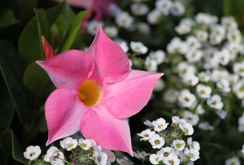 rosa Dipladenia im Blumenbeet