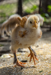 Baby chicken in a rural traditional farm