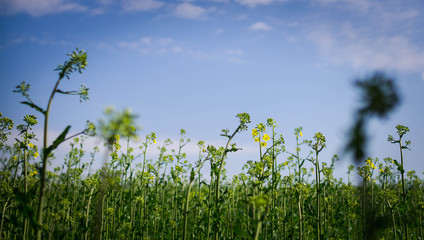 Landscape with a flourishing rapeseed field. Ukraine. Europe.