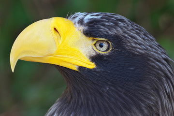 Portrait eines Riesenseeadlers
