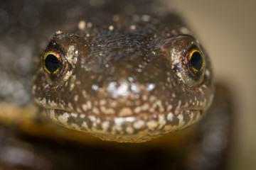 Triturus Dobrogicus,The Danube crested newt