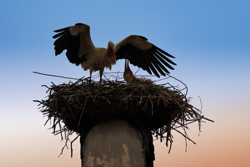 Storchenpaar in Rust