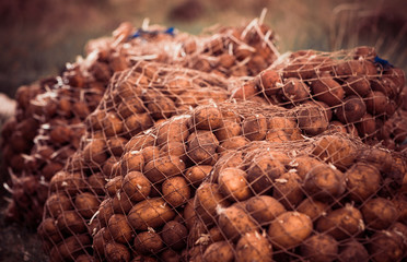potato seeds in net bags at spring farm