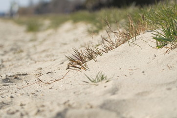 Beach Sand with Grass